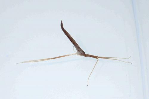 Réf. 237 519 : Conosia irrorata